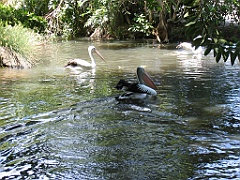 CairnsTC213 Cairns Tropical Zoo